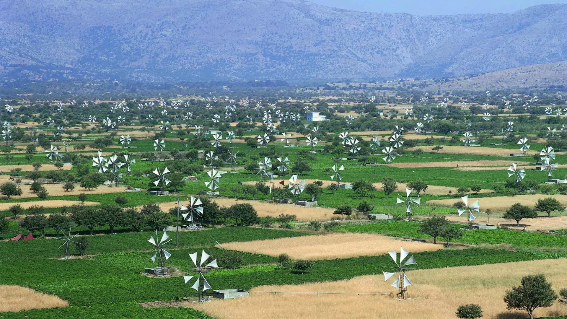 lassithi-plateau-wind-mills Lassithi plateau Crete