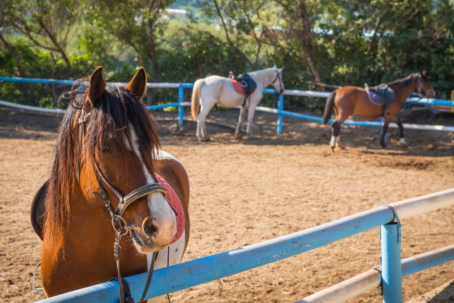 Horse Riding, day tour Travel in Crete Book today